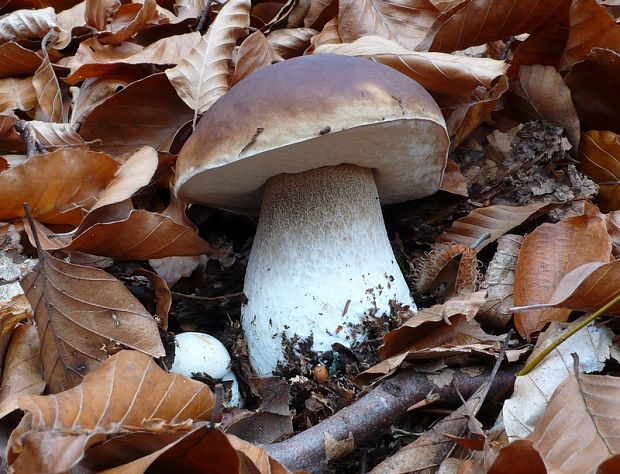 hríb smrekový Boletus edulis Bull.