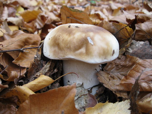 hríb smrekový Boletus edulis Bull.