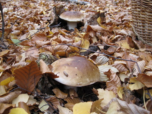 hríb smrekový Boletus edulis Bull.