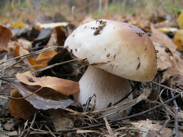 hríb smrekový Boletus edulis Bull.