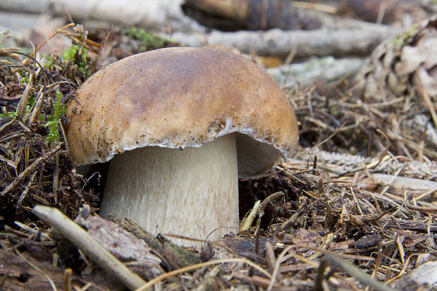 hríb smrekový Boletus edulis Bull.