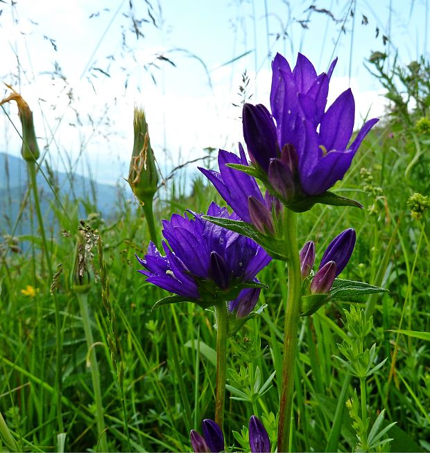 zvonček klbkatý Campanula glomerata agg. L.