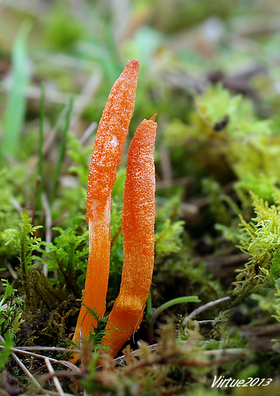 žezlovka hmyzová Cordyceps militaris (Fr.) Link