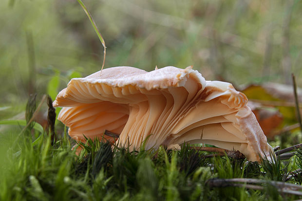 lúčnica statná Cuphophyllus pratensis (Fr.) Bon