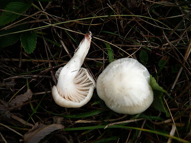 lúčnica snehobiela Cuphophyllus virgineus (Wulfen) Kovalenko