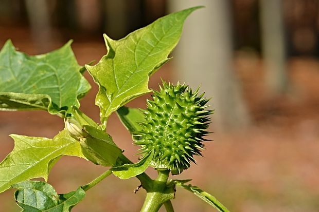 durman obyčajný Datura stramonium L.