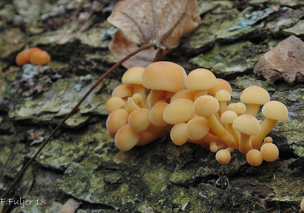 plamienka Flammulina sp.