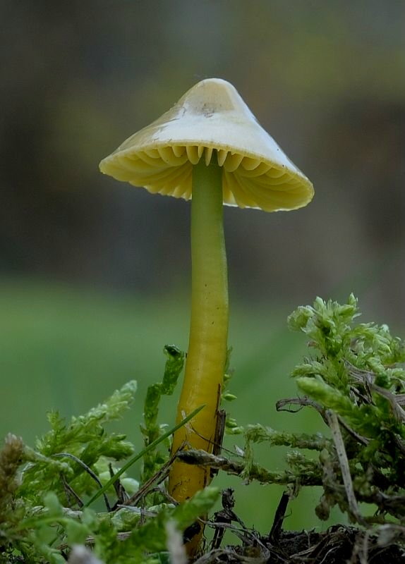 lúčnica žltozelená Gliophorus psittacinus (Schaeff.) Herink