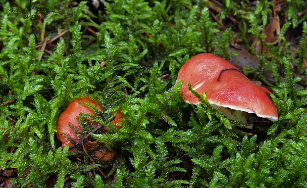 sliziak ružový Gomphidius roseus (Fr.) Oudem.