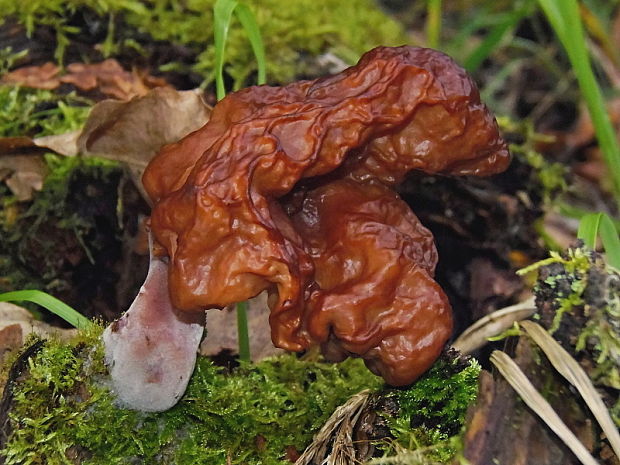 ušiak mitrovitý Gyromitra infula (Schaeff.) Quél.