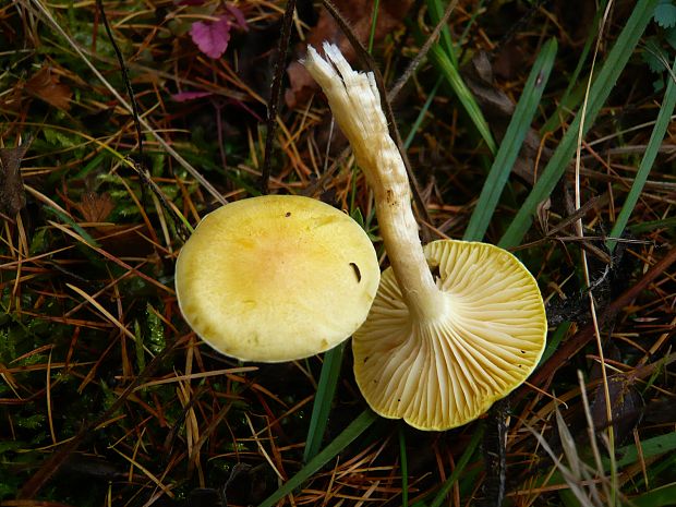 šťavnačka smrekovcová Hygrophorus lucorum Kalchbr.