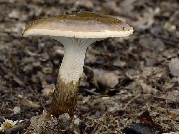 šťavnačka Persoonova Hygrophorus persoonii Arnolds