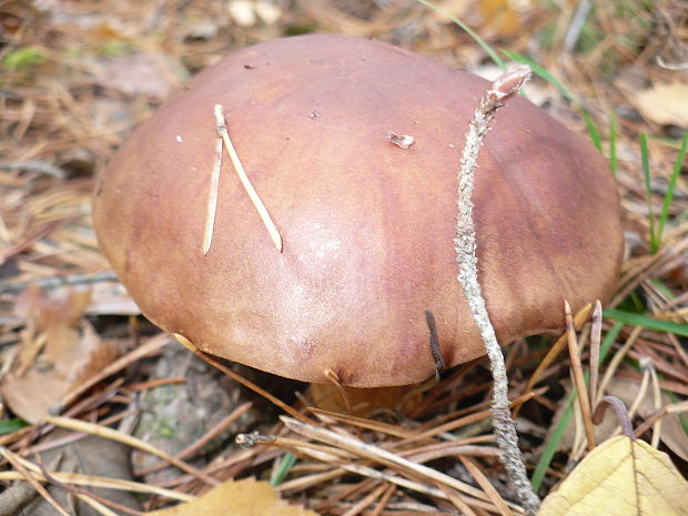 suchohríb hnedý Imleria badia (Fr.) Vizzini