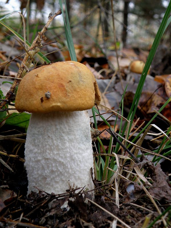 kozák osikový Leccinum albostipitatum den Bakker & Noordel.