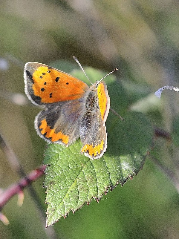 ohniváčik čiernokrídly Lycaena phlaeas