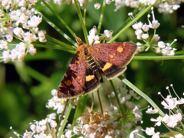 vijačka zlatoškvrnná / zavíječ zlatoskvrnný Pyrausta aurata Scopoli, 1763