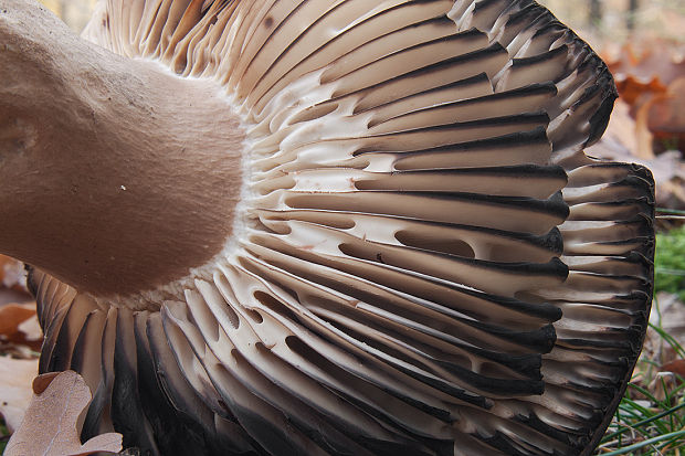 plávka černejúca Russula nigricans Fr.