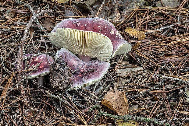 plávka zlomocná Russula sardonia Fr.