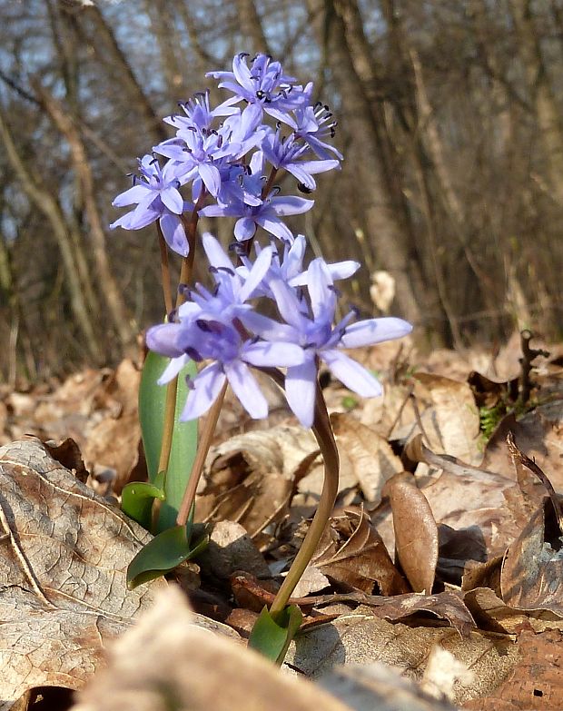 scila dvojlistá Scilla bifolia agg. L.