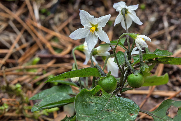 ľuľok čierny Solanum nigrum L.