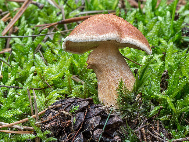 masliak kravský Suillus bovinus (Pers.) Roussel