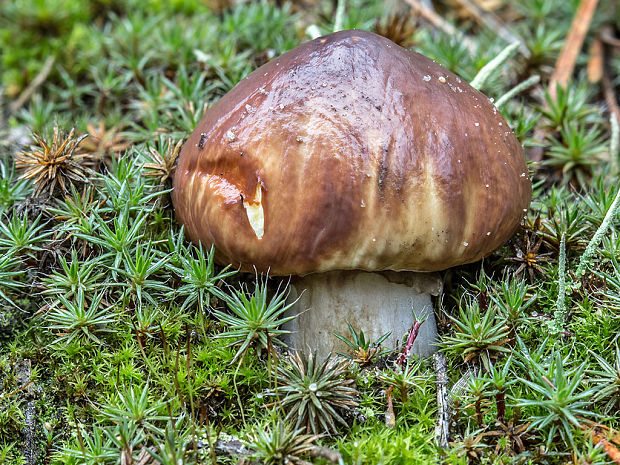 masliak obyčajný Suillus luteus (L.) Roussel