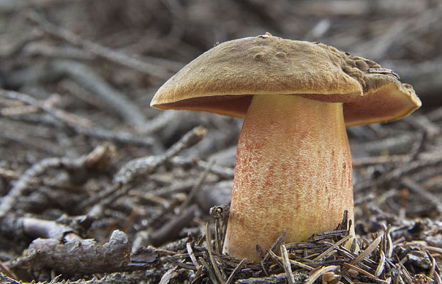 hríb zrnitohlúbikový Sutorius luridiformis (Rostk.) G. Wu & Zhu L. Yang