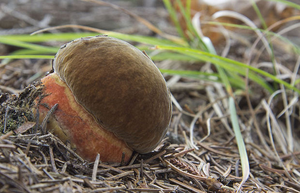 hríb zrnitohlúbikový Sutorius luridiformis (Rostk.) G. Wu & Zhu L. Yang