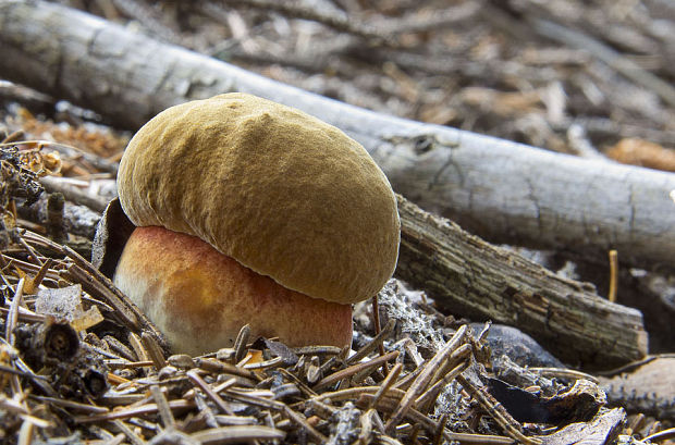 hríb zrnitohlúbikový Sutorius luridiformis (Rostk.) G. Wu & Zhu L. Yang