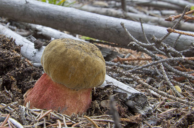 hríb zrnitohlúbikový Sutorius luridiformis (Rostk.) G. Wu & Zhu L. Yang