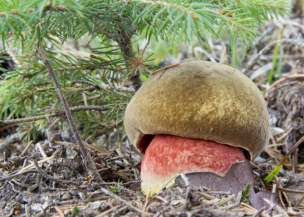 hríb zrnitohlúbikový Sutorius luridiformis (Rostk.) G. Wu & Zhu L. Yang