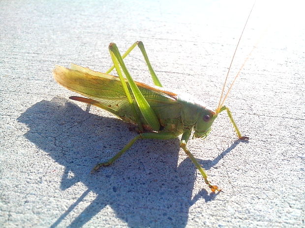 kobylka zelená Tettigonia viridissima