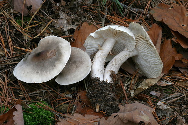 čírovka mydlová Tricholoma saponaceum (Fr.) P. Kumm.