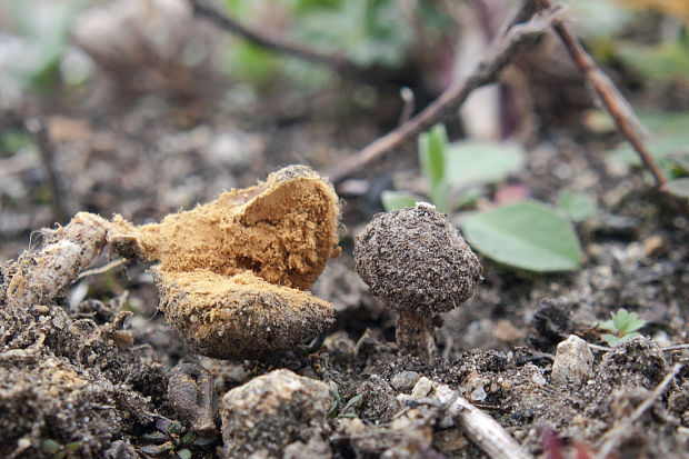 stopkovec zimný ? Tulostoma brumale Pers.