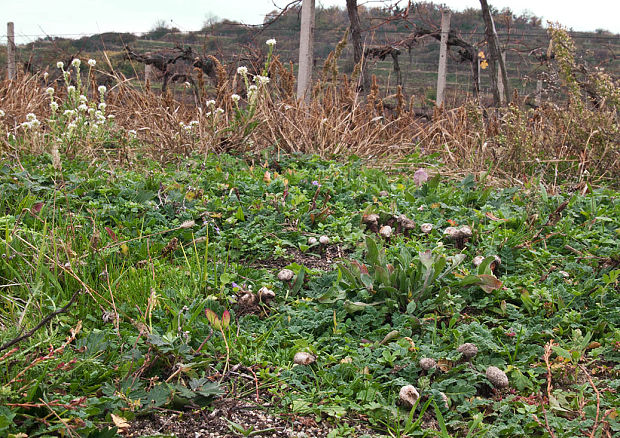 stopkovec vláknitý - biotop Tulostoma fimbriatum Fr.