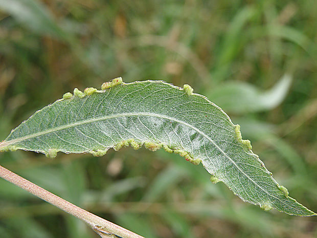 vlnovník / vlnovník  Aculus craspedobius Nalepa, 1925