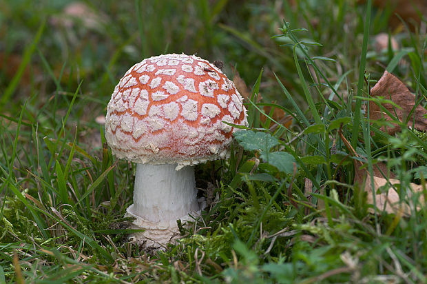 muchotrávka červená Amanita muscaria (L.) Lam.