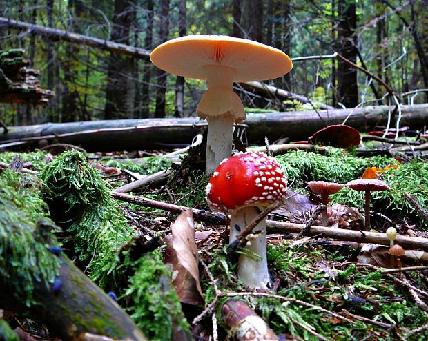 muchotrávka červená Amanita muscaria (L.) Lam.