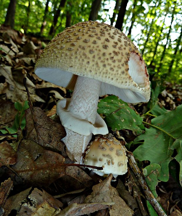 muchotrávka červenkastá Amanita rubescens Pers.