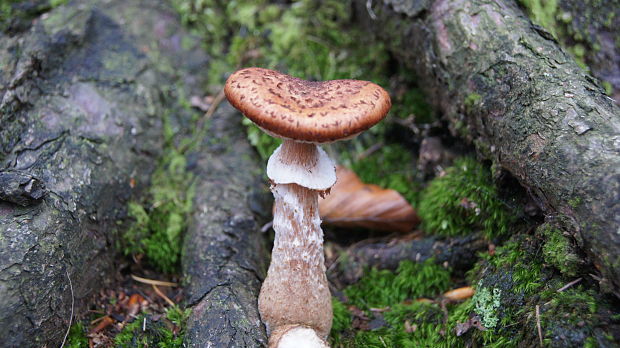 podpňovka Armillaria sp.