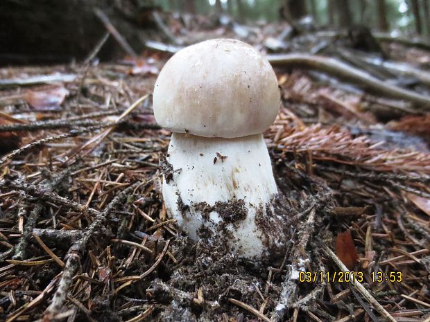 hríb smrekový Boletus edulis Bull.