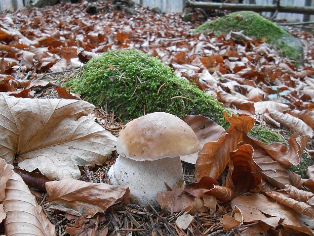 hríb smrekový Boletus edulis Bull.