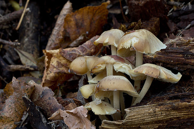 strmuľník strapkatý Clitocybula lacerata (Scop.) Métrod