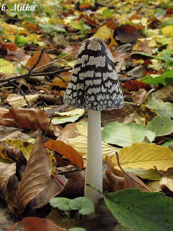 hnojník strakatý Coprinopsis picacea (Bull.) Redhead, Vilgalys & Moncalvo