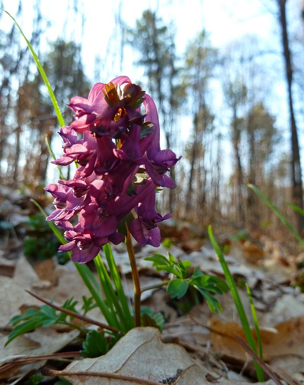 chochlačka plná Corydalis solida (L.) Clairv.