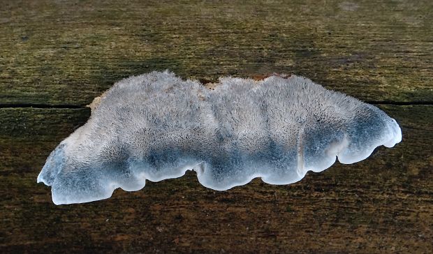 šťavnatec modrastý Cyanosporus caesius (Schrad.) McGinty