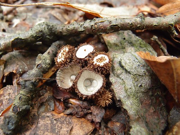 čiaškovec pásikavý Cyathus striatus (Huds.) Willd.