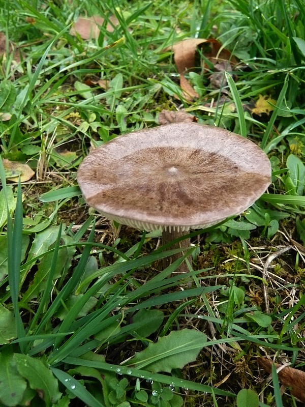 hodvábnica porfýrová Entoloma porphyrophaeum (Fr.) P. Karst.