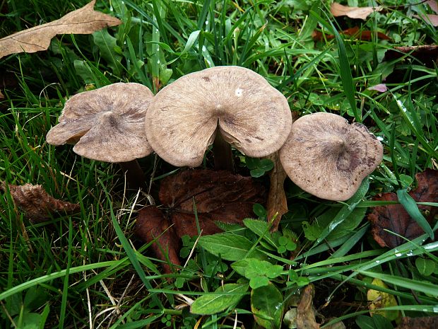 hodvábnica porfýrová Entoloma porphyrophaeum (Fr.) P. Karst.