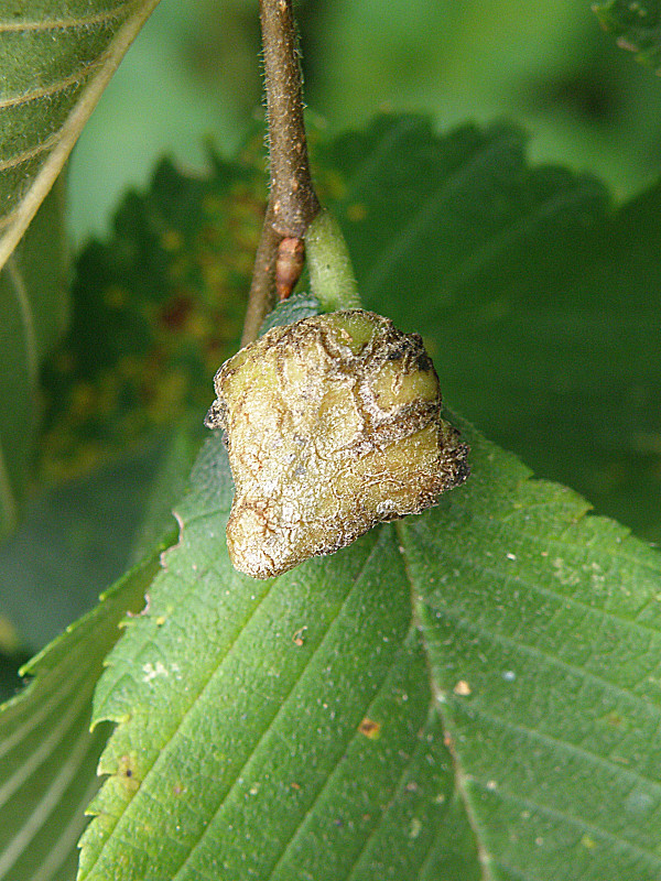 vlnačka / vlnatka jilmová Eriosoma lanuginosum Hartig, 1839